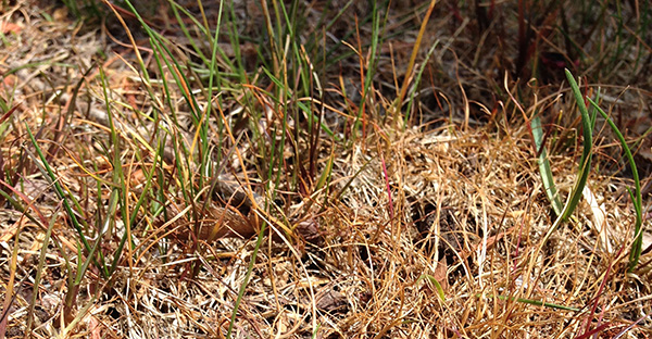 This lawn needs organic lawn care.