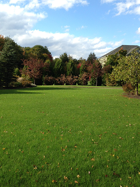 Clear blue sky over an organic lawn in Bradford NH