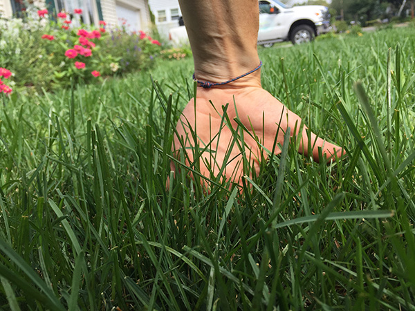 Close up view of an organic lawn ready for mowing