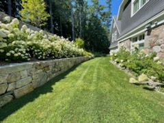 A lawn in between a rock wall and a house is lush and green after NH organic lawn care services