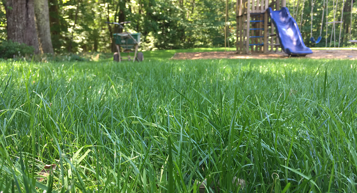 Safe organic lawn for families