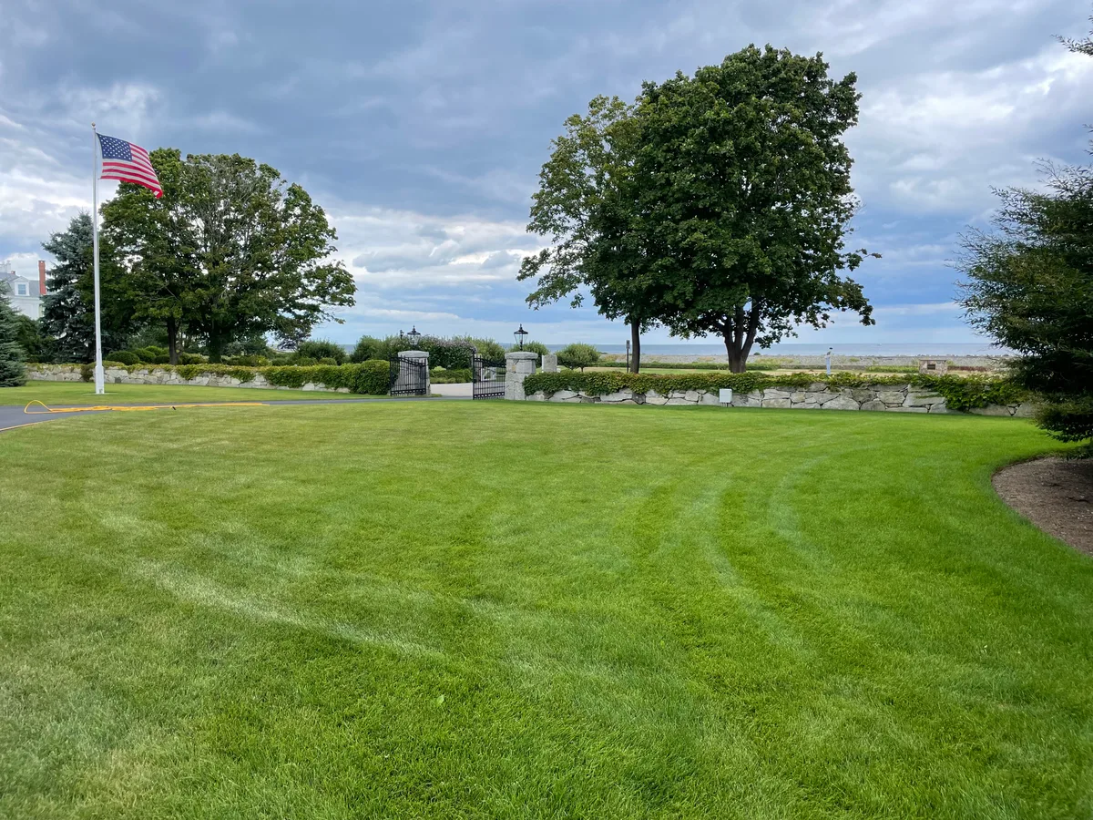 Healthy organic lawn