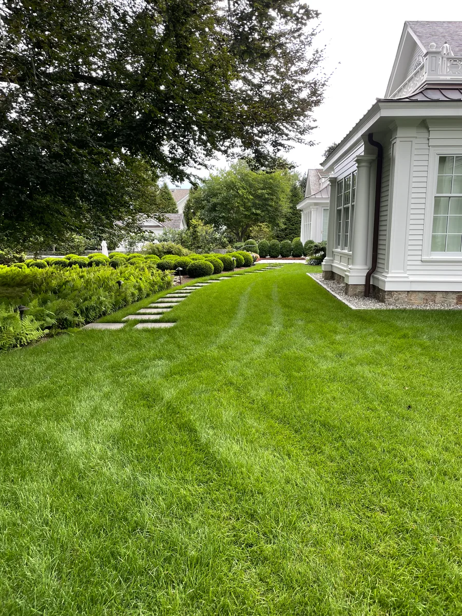 Organic lawn care result