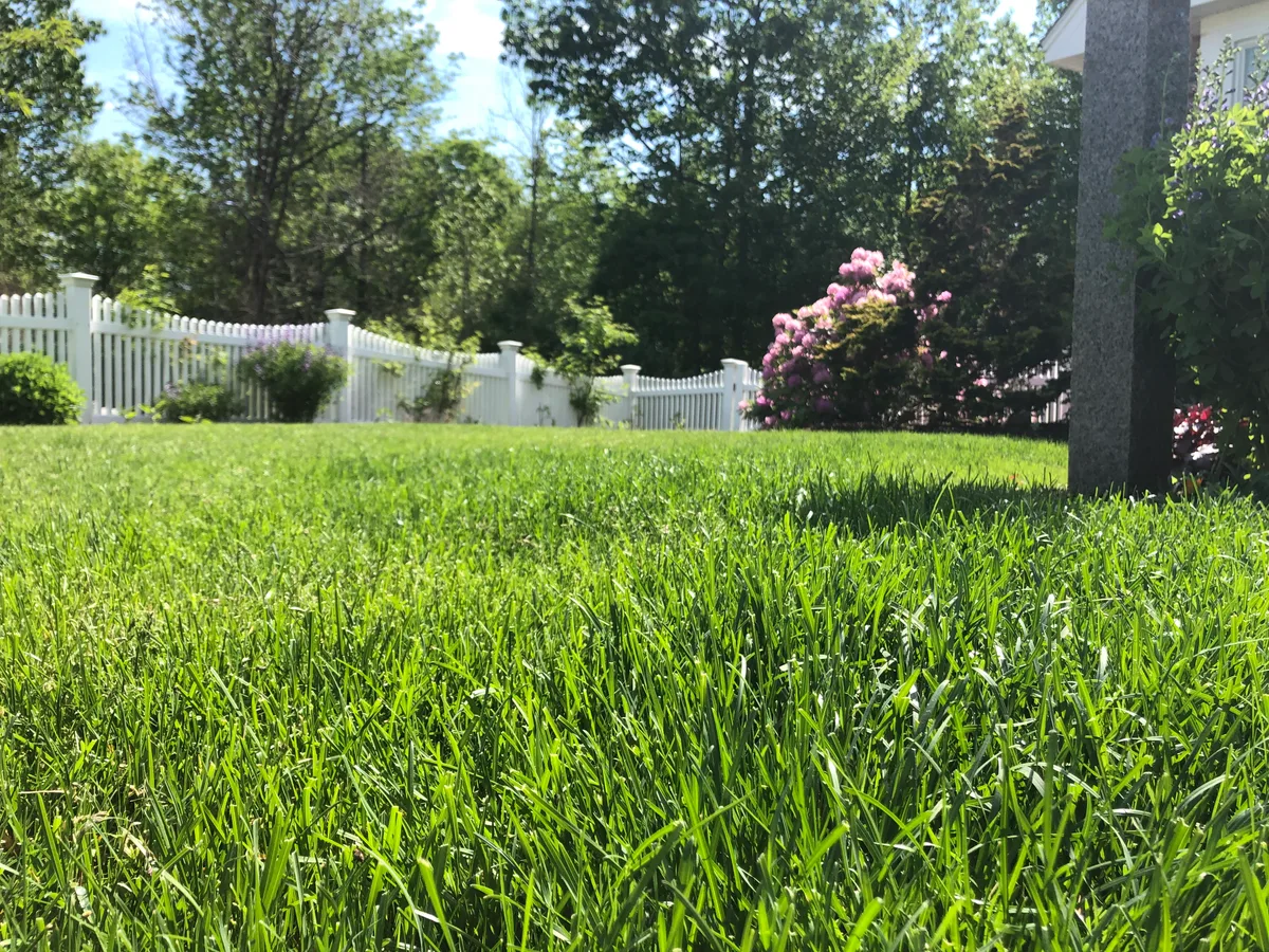 Organic lawn care result