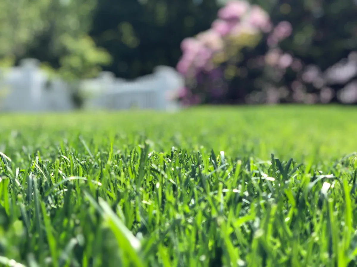 Organic lawn care result