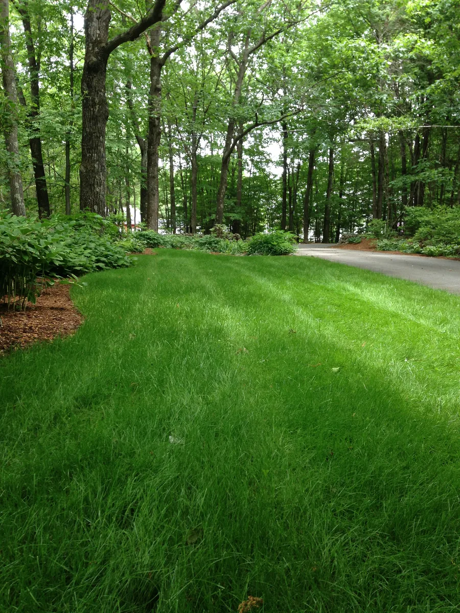Organic lawn care result