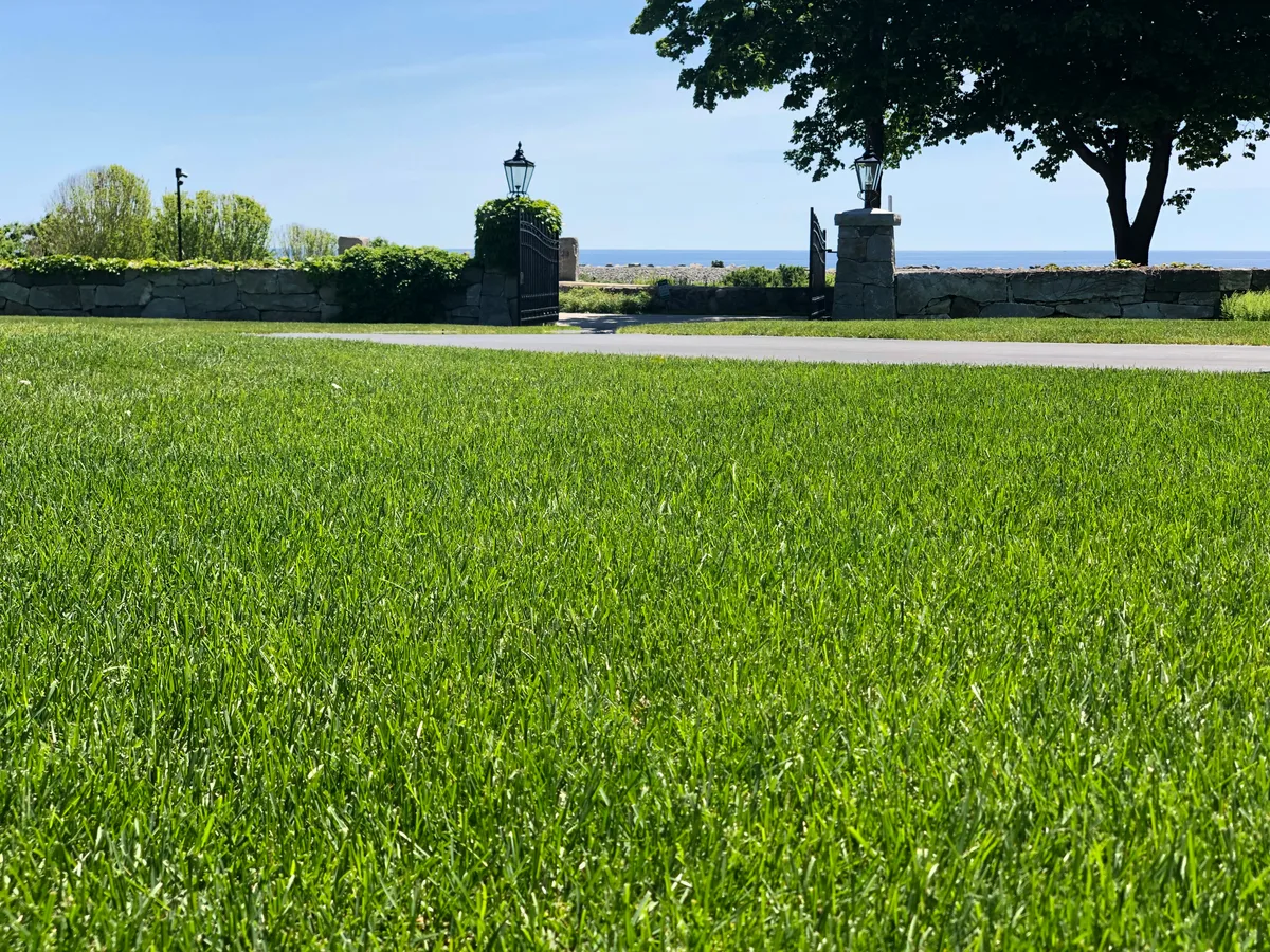 Organic lawn care result