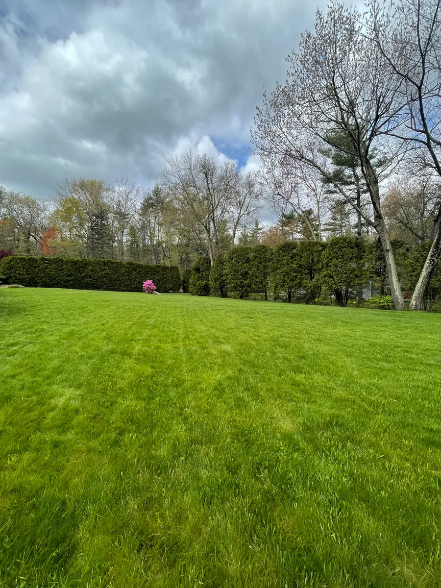 Organic lawn care result