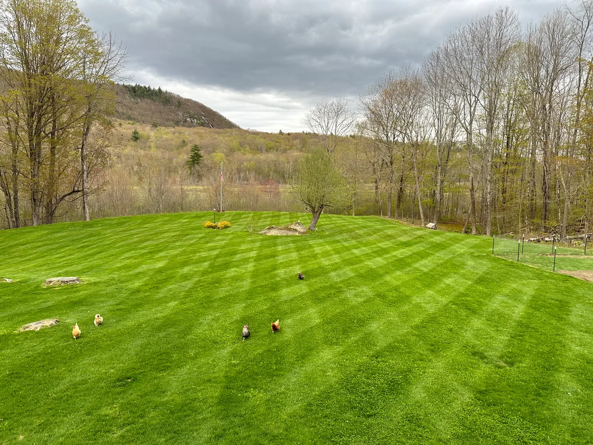 Organic lawn care result