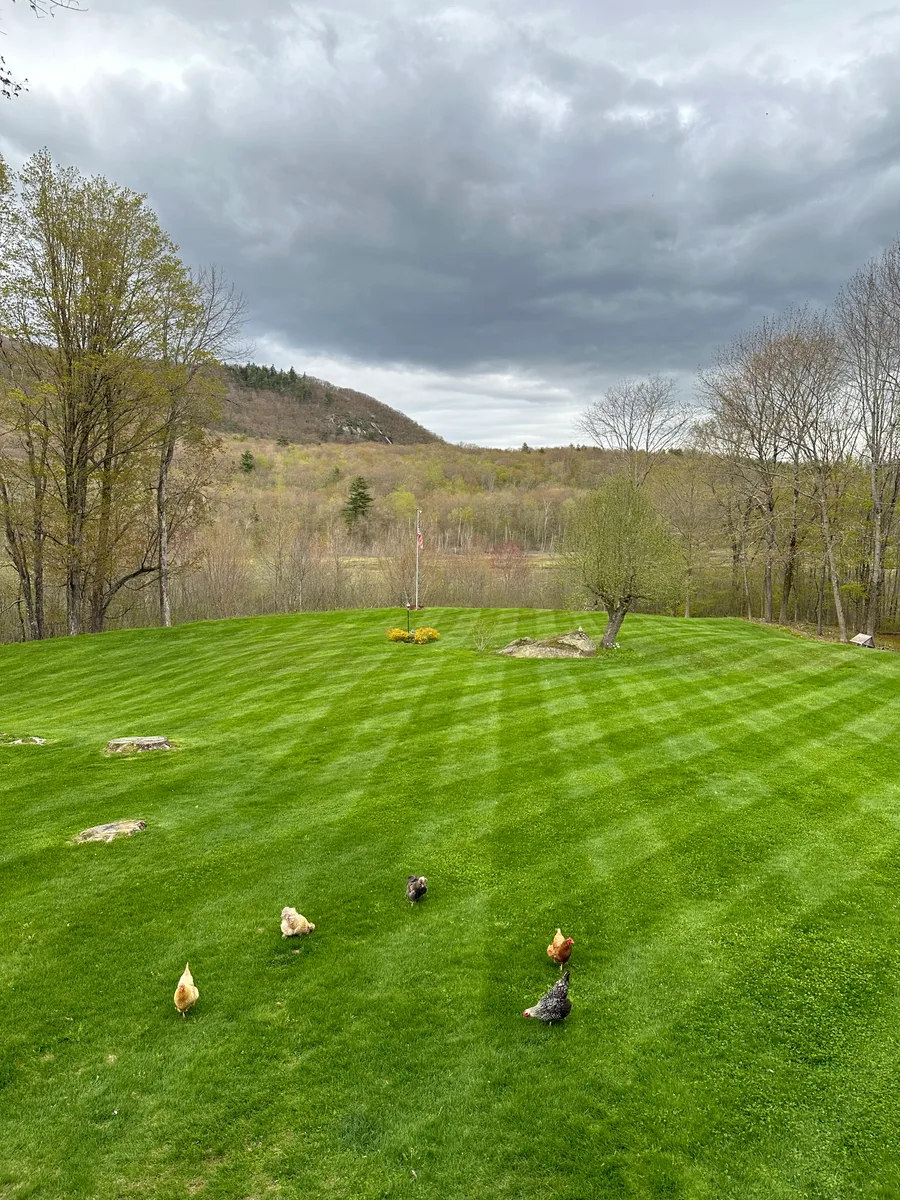 Organic lawn care result