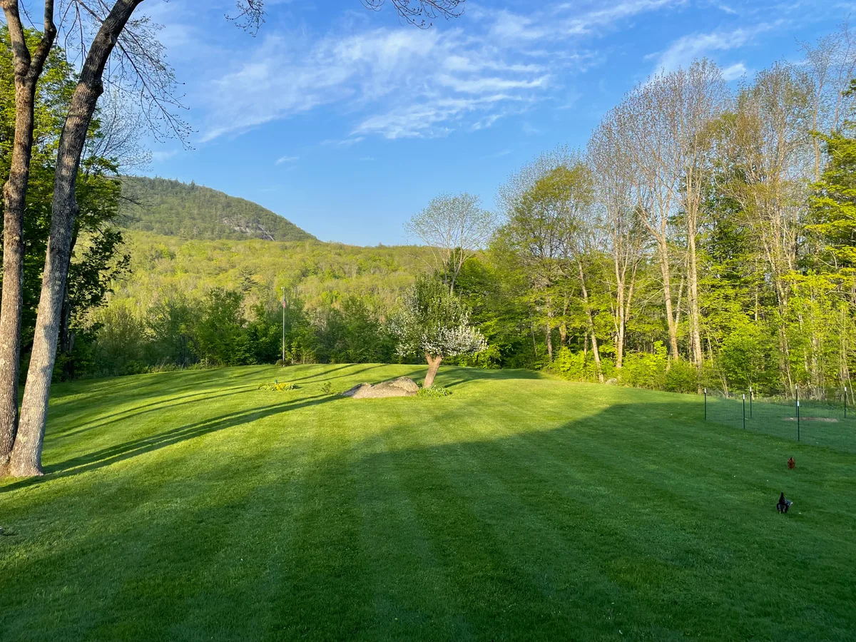 Organic lawn care result