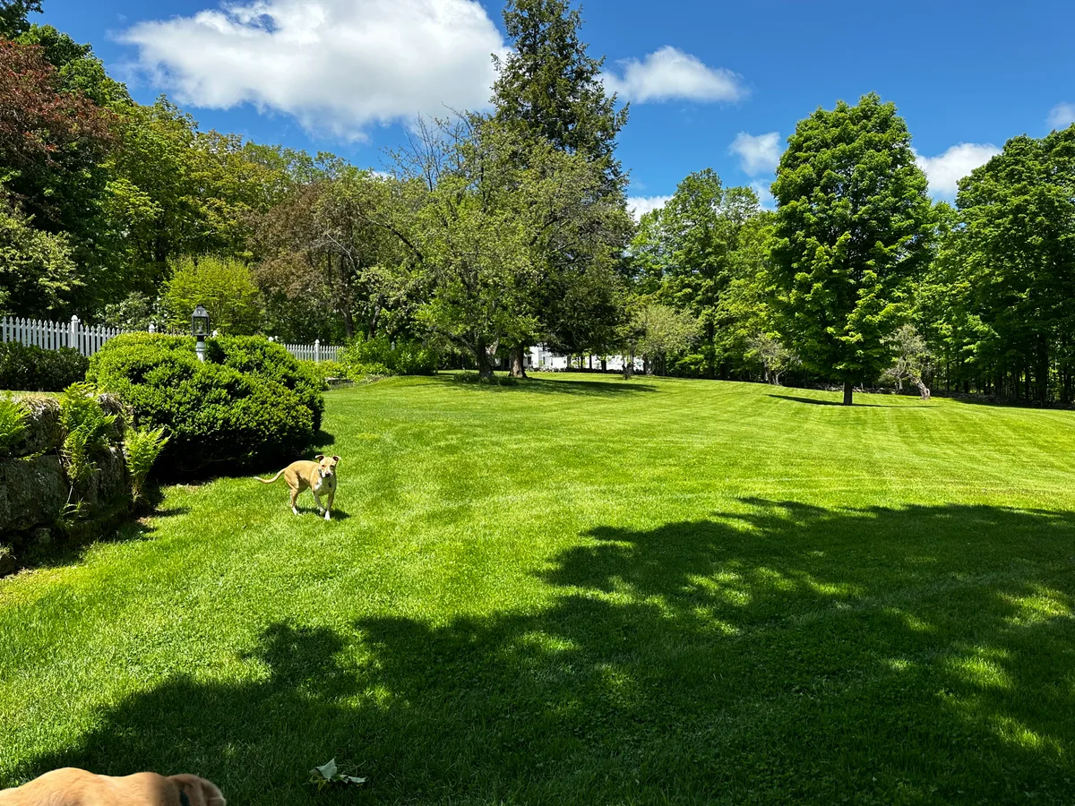 Beautiful New Hampshire organic lawn