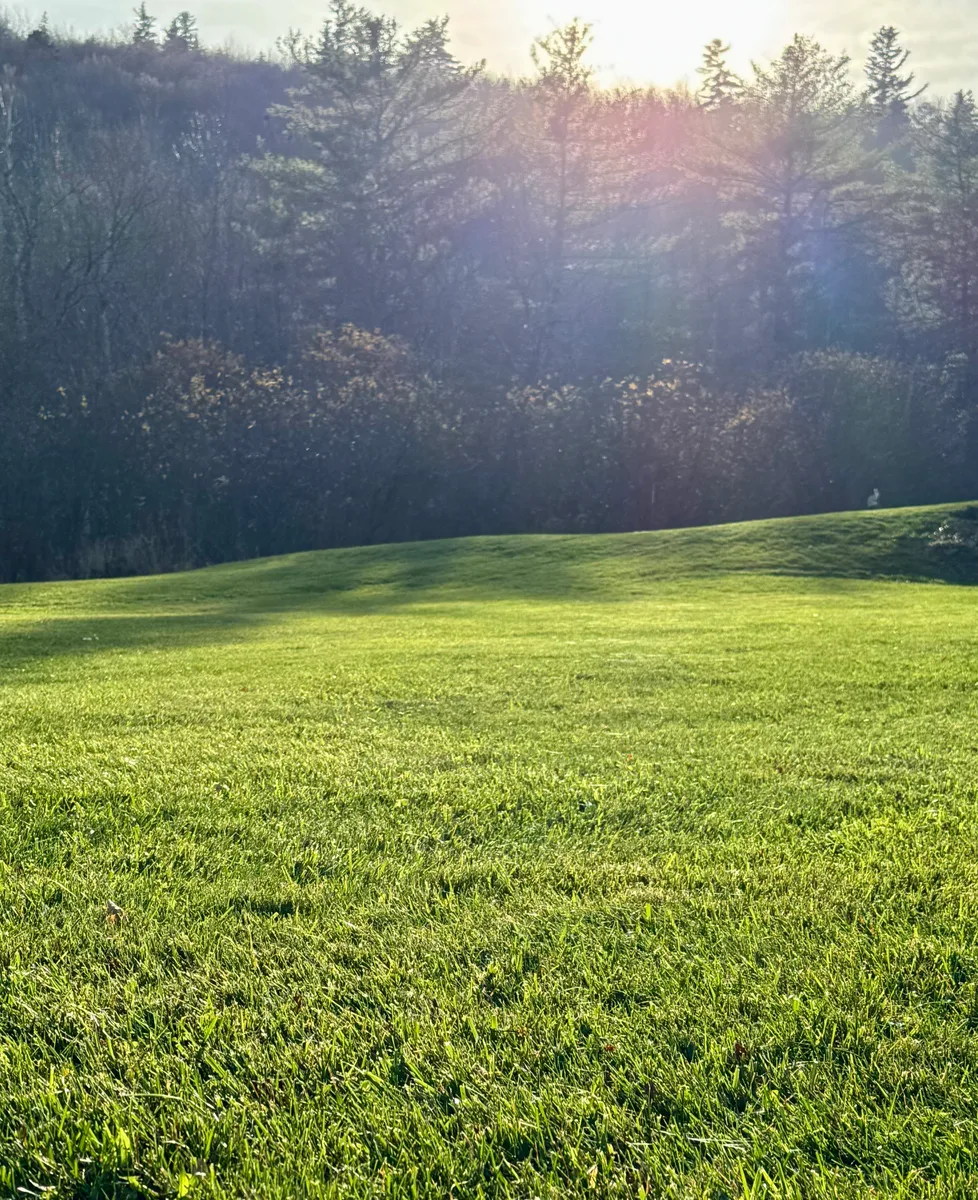 Organic lawn care result