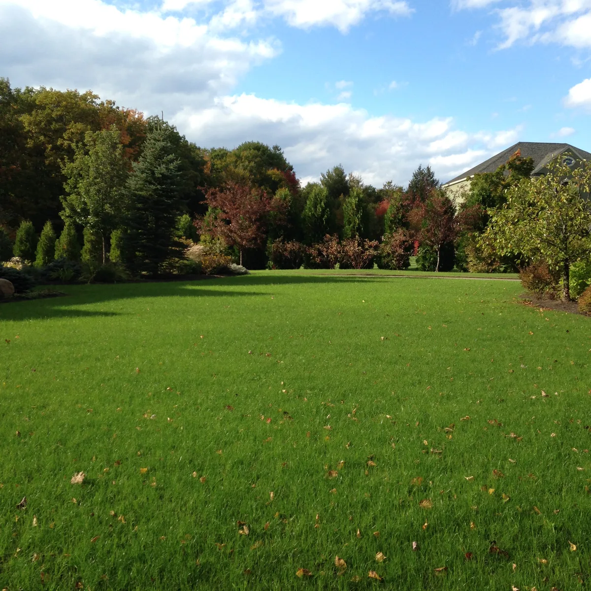 Organic lawn care result