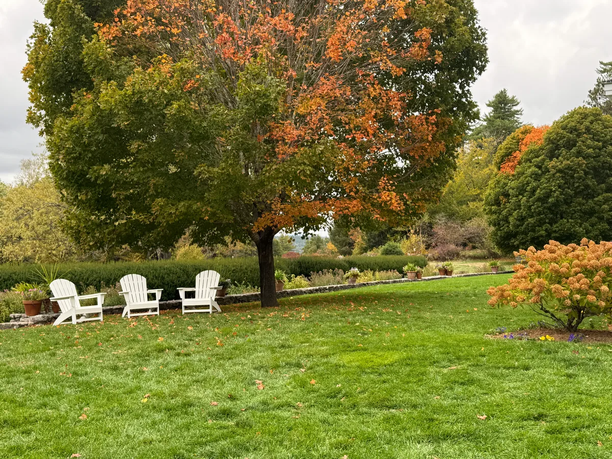 Organic lawn care result