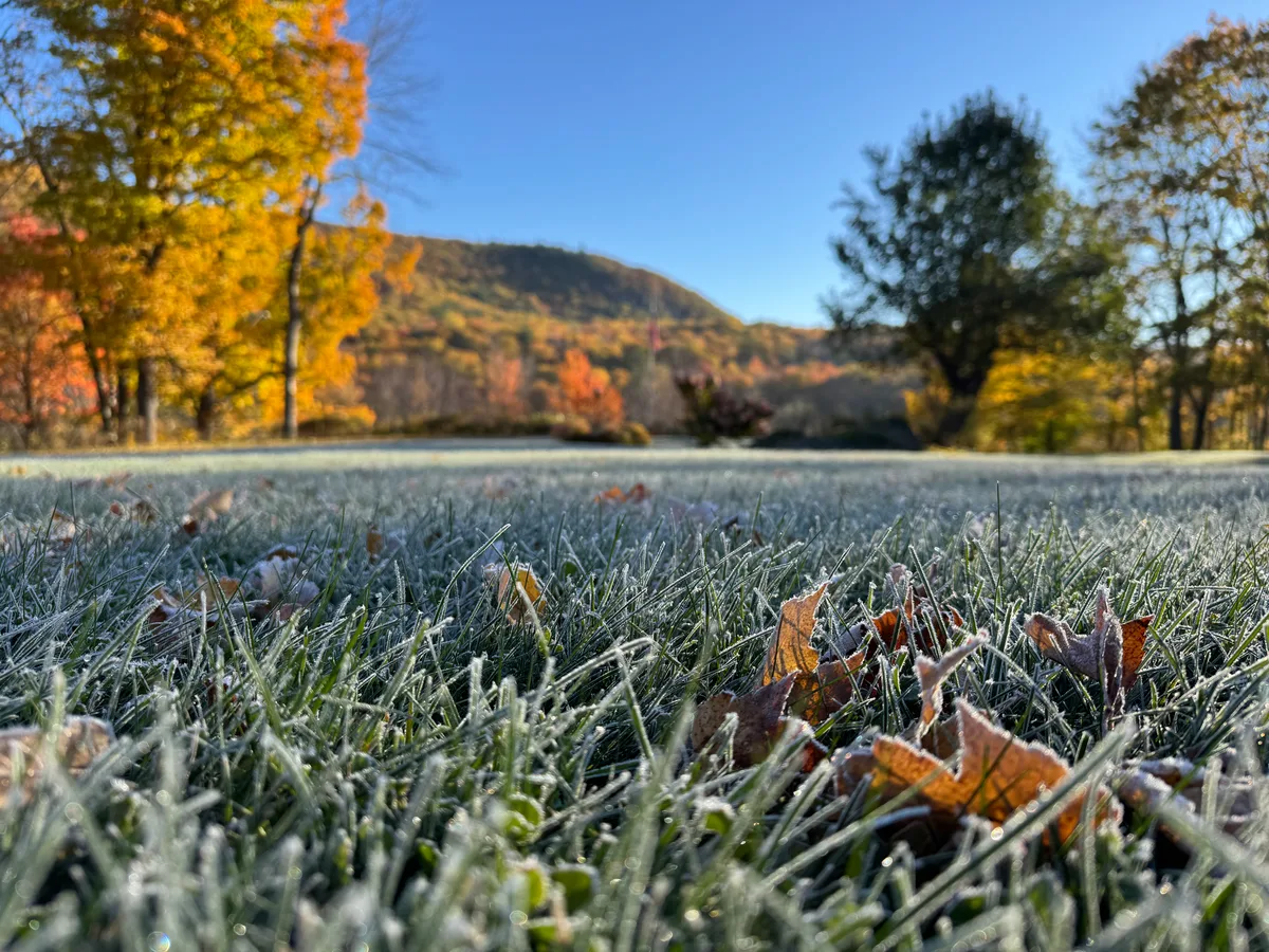 Organic lawn care result