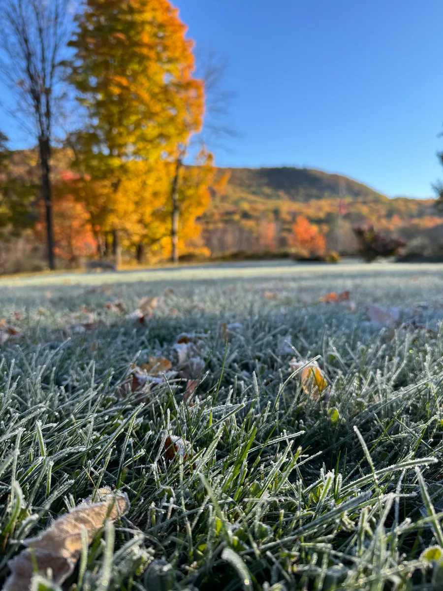 Organic lawn care result