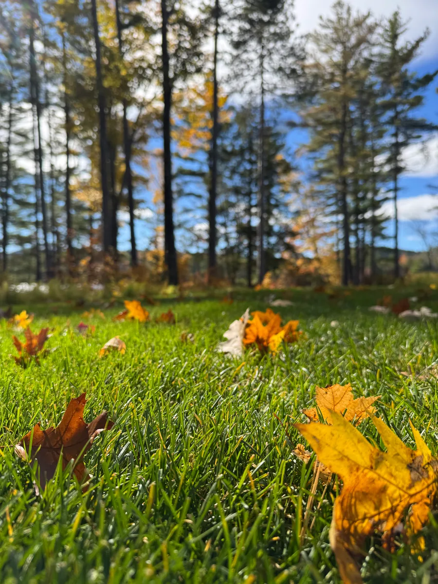 Organic lawn care result