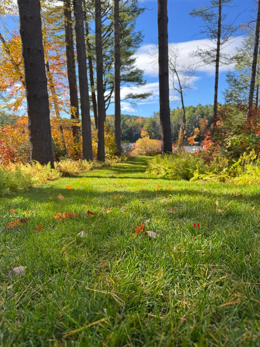 Organic lawn care result