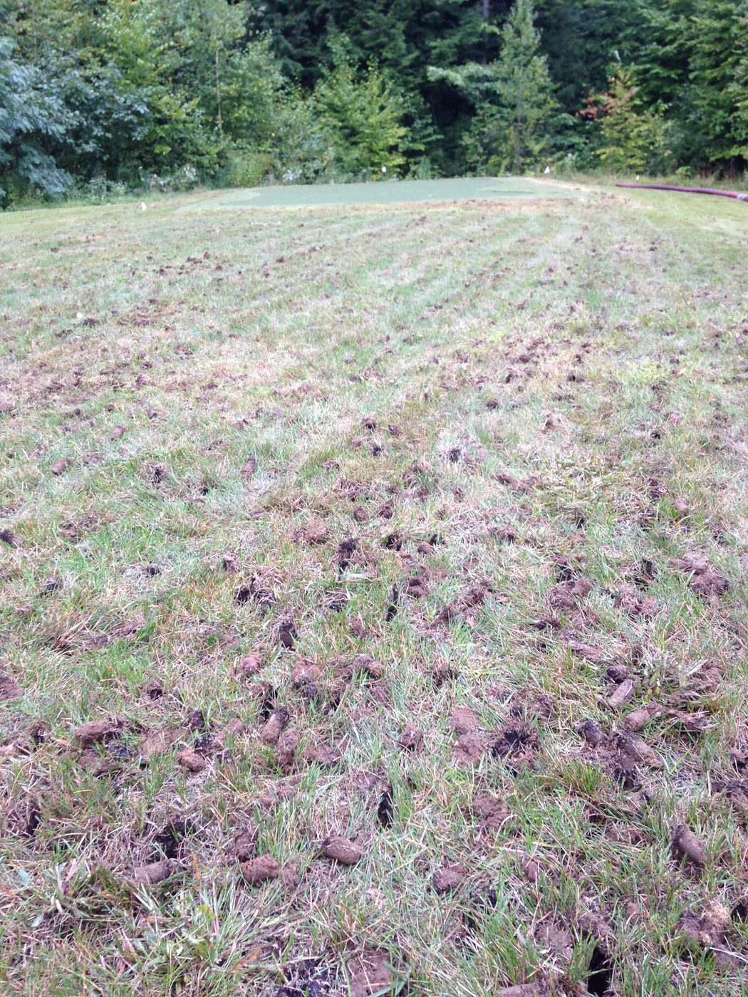 Aerated lawn ready for fall overseeding in New Hampshire