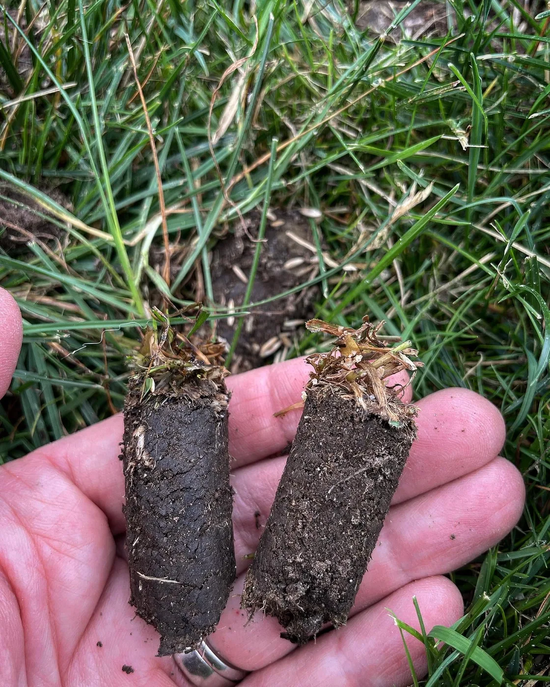 Soil plugs on a lawn after core aeration