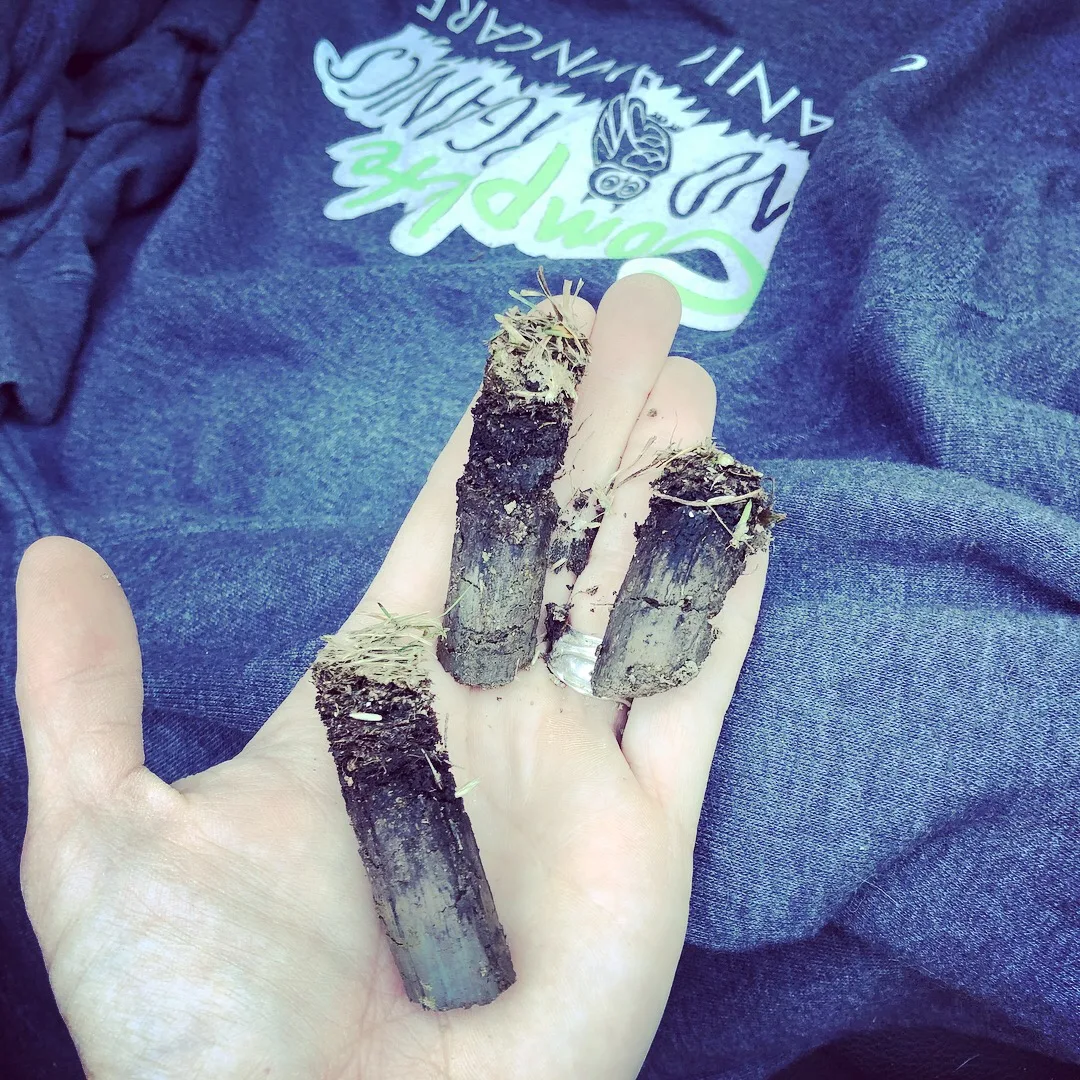 Close view of aeration cores in turf