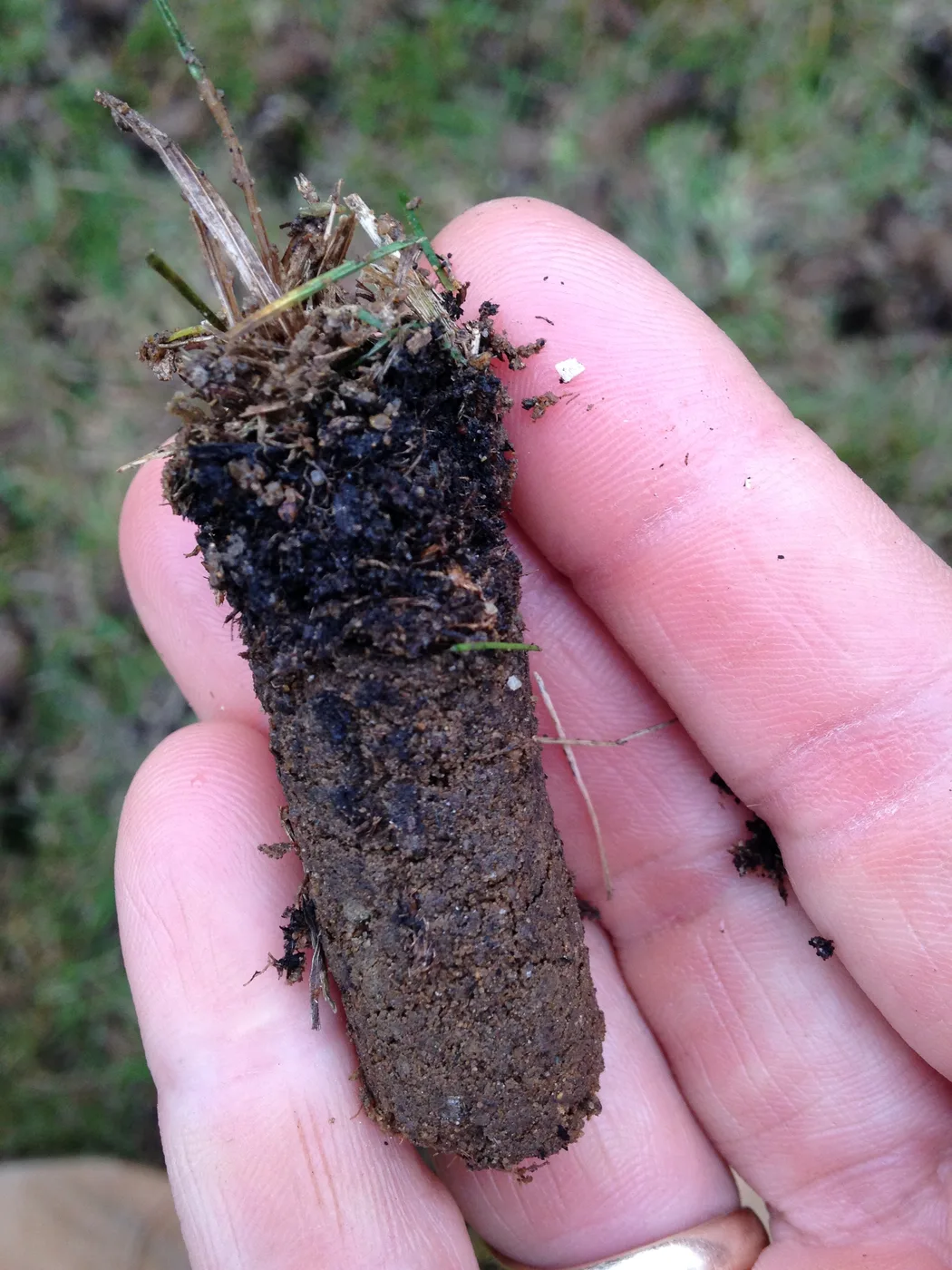 Aeration holes create ideal seed beds for overseeding