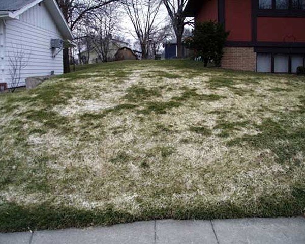 Fix snow mold with organic lawn care tips